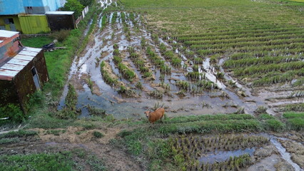 Aerial view of rice fields that have just been plowed by farmers