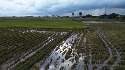 Aerial view of rice fields that have just been plowed by farmers