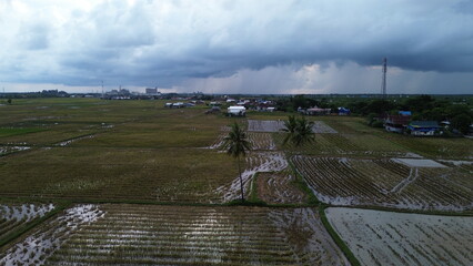 Aerial view of rice fields that have just been plowed by farmers