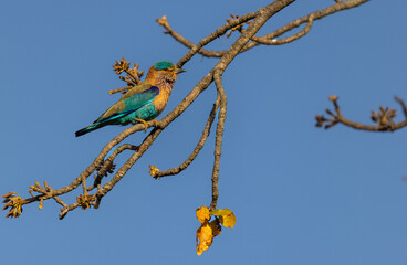 Stunning colourful Indian Roller (Coracias benghalensis) bird on a tree in  Tadoba National Park, India