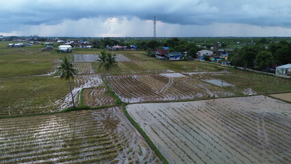 Aerial view of rice fields that have just been plowed by farmers