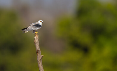 black-winged kite (Elanus caeruleus), also known as black-shouldered kite, with red eyes resting on a branch in Pench National Park, India