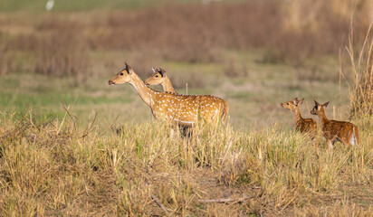 Doe or female spotted deers (Axis axis) with babies watching for a tiger hidden in the high grass in Tadoba National Park in India