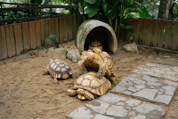 A pair of  old African tortoise (Geochelone sulcata) are breeding in a zoo enclosure.