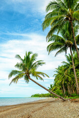 Fototapeta premium Rows of coconut trees on a beautiful white sand beach. Tropical beach