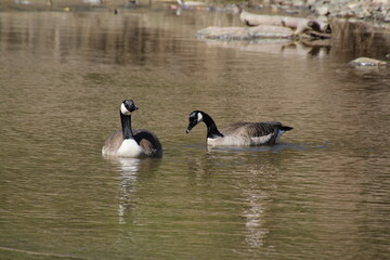 canada goose swimming