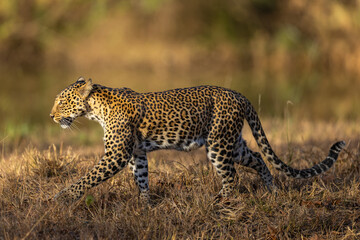 Stunning Indian Leopard (Panthera Pardus Fusca) in the wild in beautiful light in Tadoba National Park in India
