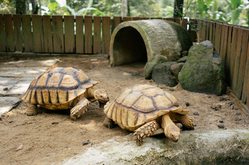 A pair of  old African tortoise (Geochelone sulcata) are breeding in a zoo enclosure.