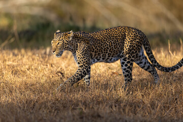 Stunning Indian Leopard (Panthera Pardus Fusca) in the wild in beautiful light in Tadoba National Park in India