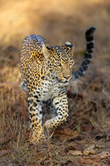 Stunning Indian Leopard (Panthera Pardus Fusca) in the wild in beautiful light in Tadoba National Park in India