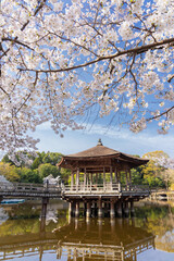 奈良公園　浮見堂と桜　縦位置