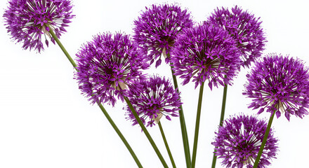 Vibrant Purple Allium Flowers Close up Floral Bouquet Spring Blooms Isolated on White Background