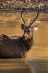 Head of male Sambar Deer  (Rusa unicolor) in water pond, Tadoba National Park, India