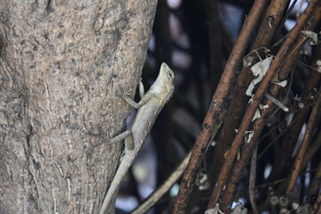 Chameleons on green plant. It is a reptile animal. It is an animal of the  Chamaeleonidae family. Its other name chamaeleons. This animal is master at changing colors.