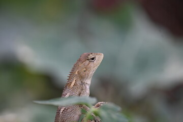 Chameleons on green plant. It is a reptile animal. It is an animal of the  Chamaeleonidae family....