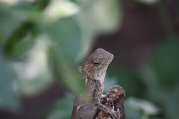Chameleons on green plant. It is a reptile animal. It is an animal of the  Chamaeleonidae family....