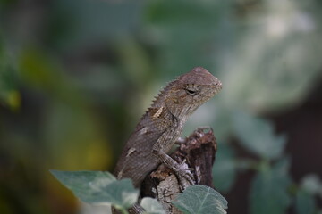 Chameleons on green plant. It is a reptile animal. It is an animal of the  Chamaeleonidae family. Its other name chamaeleons. This animal is master at changing colors.