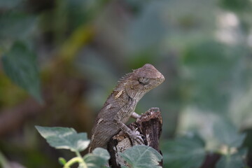 Chameleons on green plant. It is a reptile animal. It is an animal of the  Chamaeleonidae family. Its other name chamaeleons. This animal is master at changing colors.