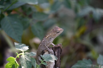 Chameleons on green plant. It is a reptile animal. It is an animal of the  Chamaeleonidae family. Its other name chamaeleons. This animal is master at changing colors.