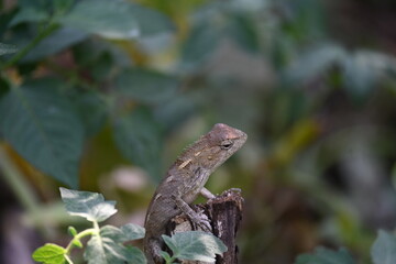 Chameleons on green plant. It is a reptile animal. It is an animal of the  Chamaeleonidae family. Its other name chamaeleons. This animal is master at changing colors.