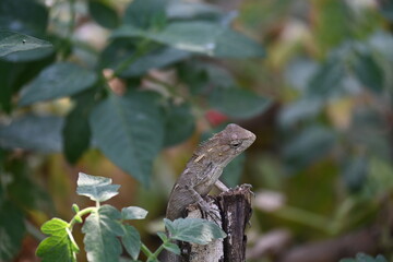 Chameleons on green plant. It is a reptile animal. It is an animal of the  Chamaeleonidae family....