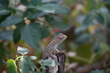Chameleons on green plant. It is a reptile animal. It is an animal of the  Chamaeleonidae family. Its other name chamaeleons. This animal is master at changing colors.