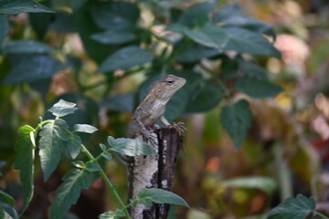 Chameleons on green plant. It is a reptile animal. It is an animal of the  Chamaeleonidae family. Its other name chamaeleons. This animal is master at changing colors.