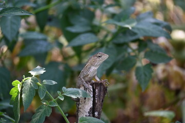 Chameleons on green plant. It is a reptile animal. It is an animal of the  Chamaeleonidae family. Its other name chamaeleons. This animal is master at changing colors.