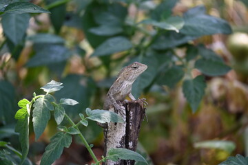 Chameleons on green plant. It is a reptile animal. It is an animal of the  Chamaeleonidae family. Its other name chamaeleons. This animal is master at changing colors.