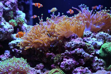 Obraz premium underwater scene featuring vibrant coral polyps in a colorful reef, surrounded by playful small fish swimming, showcasing the harmony of ocean life