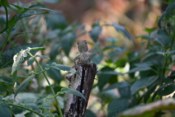 Chameleons on green plant. It is a reptile animal. It is an animal of the  Chamaeleonidae family. Its other name chamaeleons. This animal is master at changing colors.
