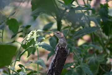 Chameleons on green plant. It is a reptile animal. It is an animal of the  Chamaeleonidae family....