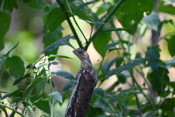 Chameleons on green plant. It is a reptile animal. It is an animal of the  Chamaeleonidae family. Its other name chamaeleons. This animal is master at changing colors.