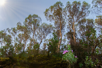 Low angle view of wild pink flowers growing under tall pine trees in a sunny forest
