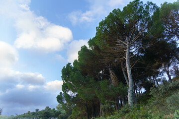 Tall evergreen pine trees stand against a backdrop of white and grey clouds in a blue sky