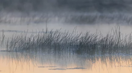 Crédence de cuisine en verre imprimé Scenic silhouette of reeds on a cold and early misty morning in a water pond, Tadoba National Park, India