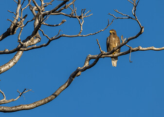 changeable hawk-eagle (Nisaetus cirrhatus) or crested hawk-eagle resting on a branch in Tadoba National Park, India
