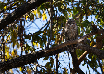 Mottled Wood Owl (Strix ocellata) sitting on a branch in Tadoba National Park, India