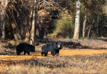 Mother and baby wild sloth bear (Melursus ursinus) in Tadoba National Park, India