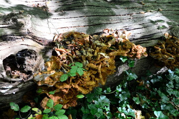Mushrooms in Autumn in the Forest Lieth in the Town Bad Fallingbostel, Lower Saxony