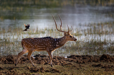 Buck or male spotted deer (Axis axis) walking along a pond with bird approaching in Tadoba National Park in India