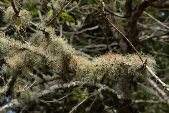 S&atilde;o Miguel, Azoren, Portugal &ndash; Bartflechten (Usnea sp.) h&auml;ngen malerisch von &Auml;sten im feuchten Inselwald. Typisch f&uuml;r hohe Luftfeuchtigkeit und ein intaktes atlantisches &Ouml;kosystem.