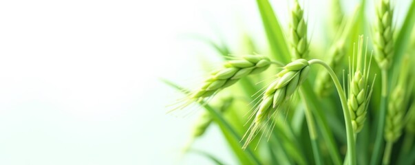 Close-up of fresh green oat ears on a white background, natural, botanical, crop