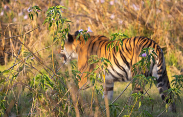 Out of focus Bengal Tiger (Panthera tigris tigris) in the wild disappearing in grass lands in the Tadoba  National Park in India