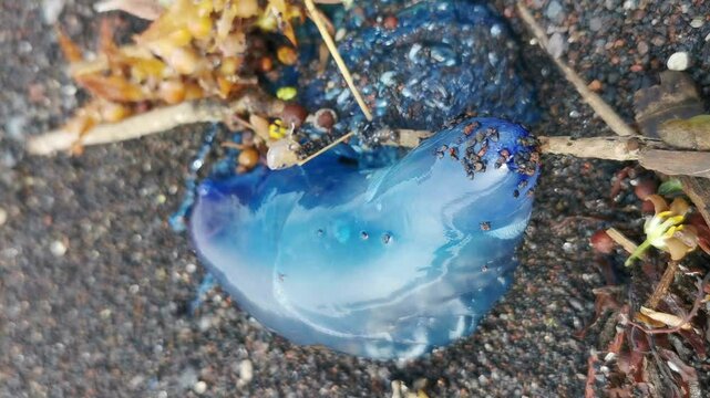 Nahaufnahme einer blauen Portugiesischen Galeere (Physalia physalis) am Strand von S&atilde;o Miguel, Azoren, Portugal, umgeben von r&ouml;tlichen Meerespflanzen. Gef&auml;hrlich f&uuml;r Menschen und Kinder.