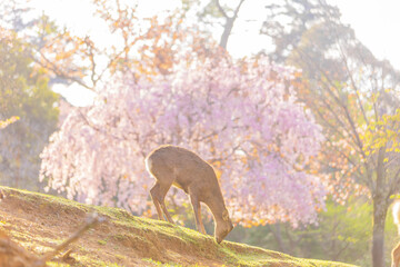 奈良公園　茶山園地の枝垂れ桜と鹿　２