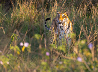 Beautiful Bengal Tiger (Panthera tigris tigris) in the wild observing through grass lands and...