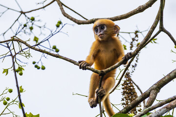 Yellow baby of Dusky langur or Leaf Monkeys  rare wildlife in Thailand.