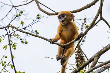 Yellow baby of Dusky langur or Leaf Monkeys  rare wildlife in Thailand.