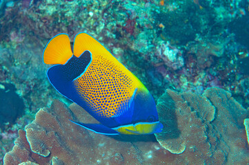 Blue-girdled Angelfish on coral reef of Bali